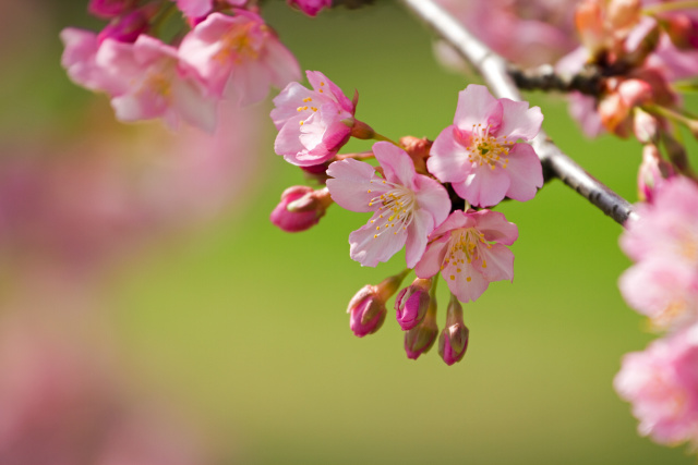 河津桜