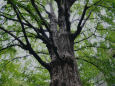日比谷公園の大樹