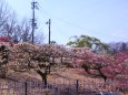 満開の梅の花