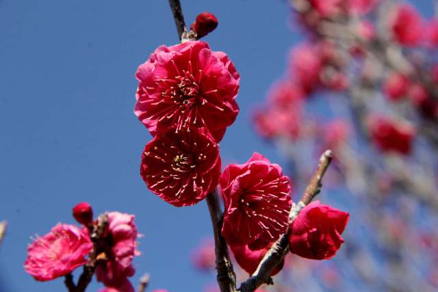 中咲き梅・蘇芳梅