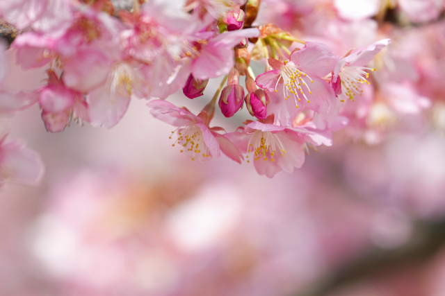 河津桜