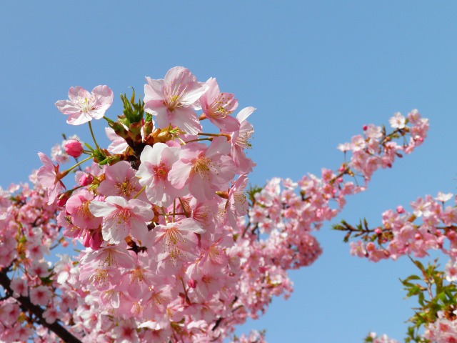 花開く河津桜