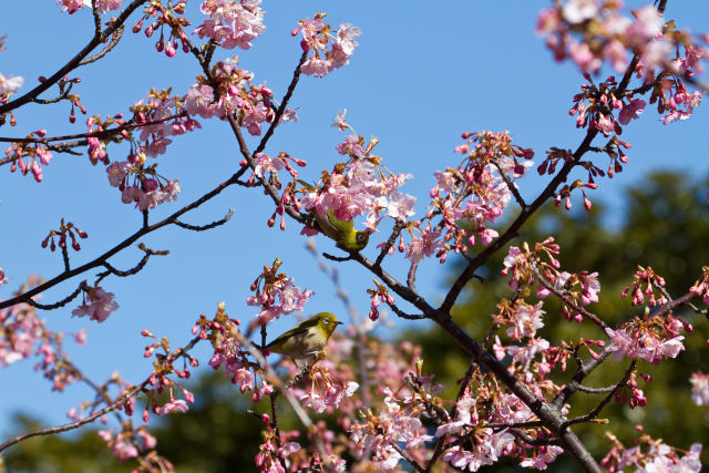 河津桜とメジロ