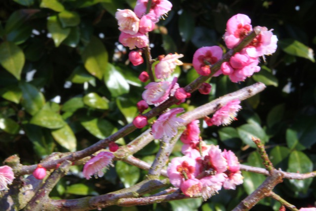 一枝の梅の花