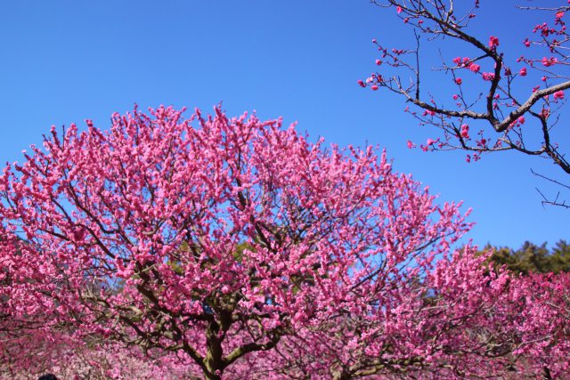 梅の花とあおいそら