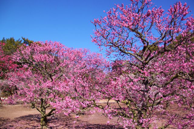 栗林公園の咲き始めた梅の花