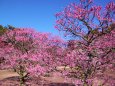 栗林公園の咲き始めた梅の花