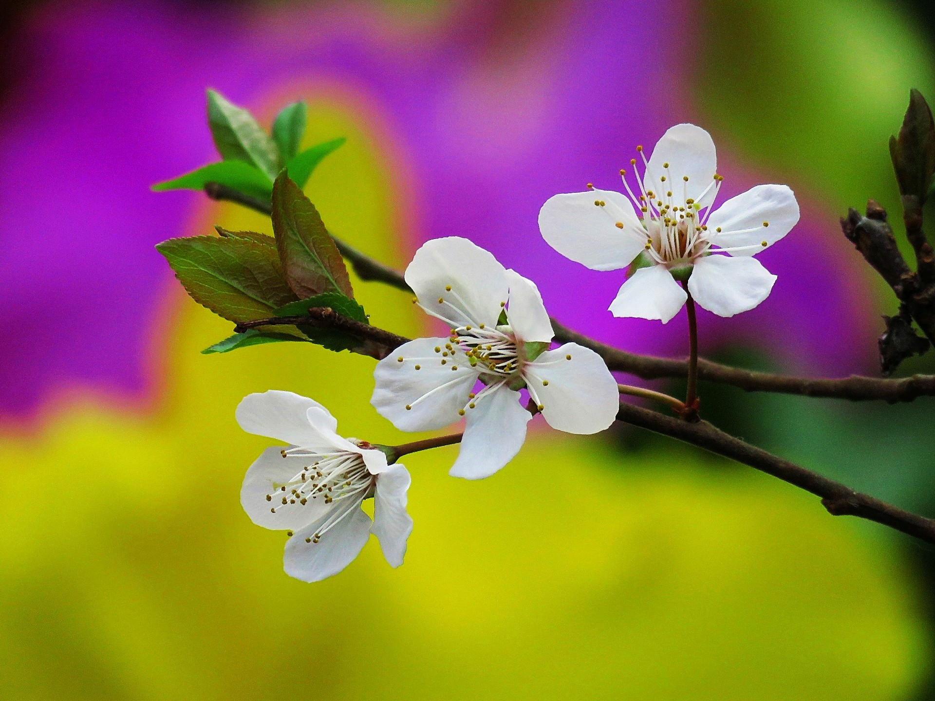 花 植物 スモモの花 壁紙19x1440 壁紙館