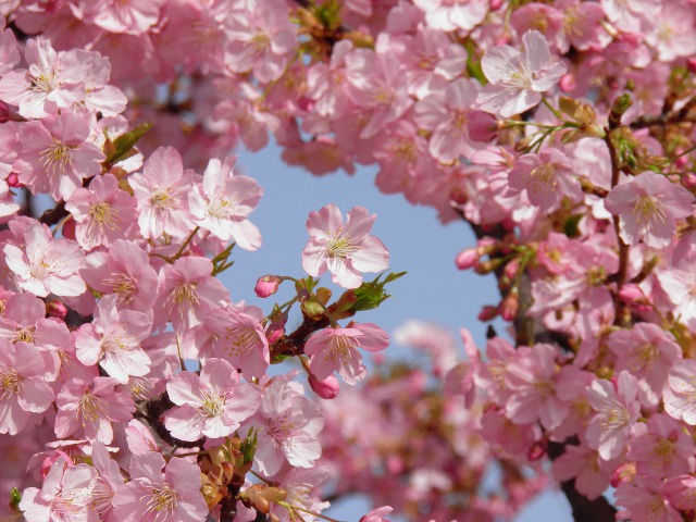 見頃の河津桜