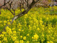 松田山の菜の花畑