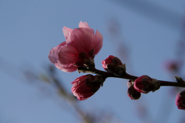 ハナモモ・開花