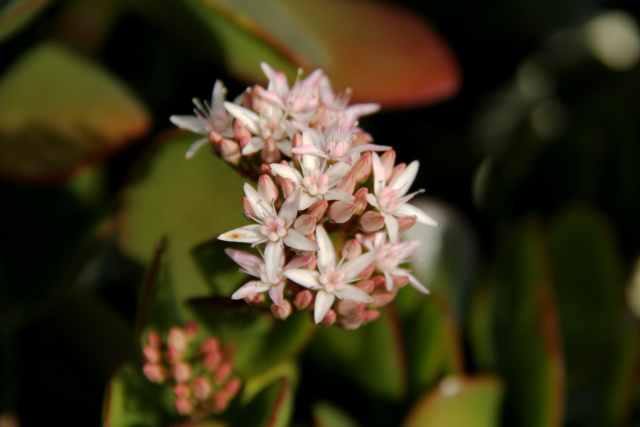 銭の成る木に花が咲き