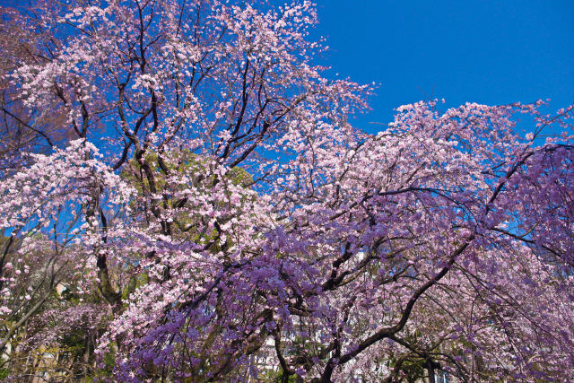 六義園のしだれ桜