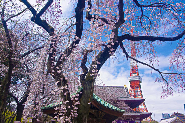 増上寺のしだれ桜と東京タワー