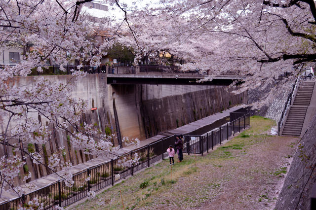 春の石神井川