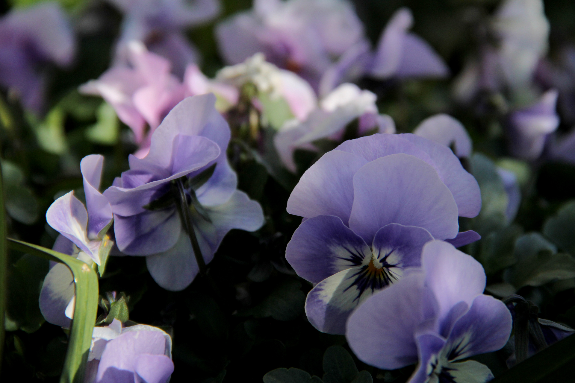 花 植物 日陰のパンジー 壁紙19x1280 壁紙館