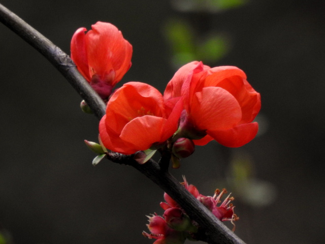 木瓜の花