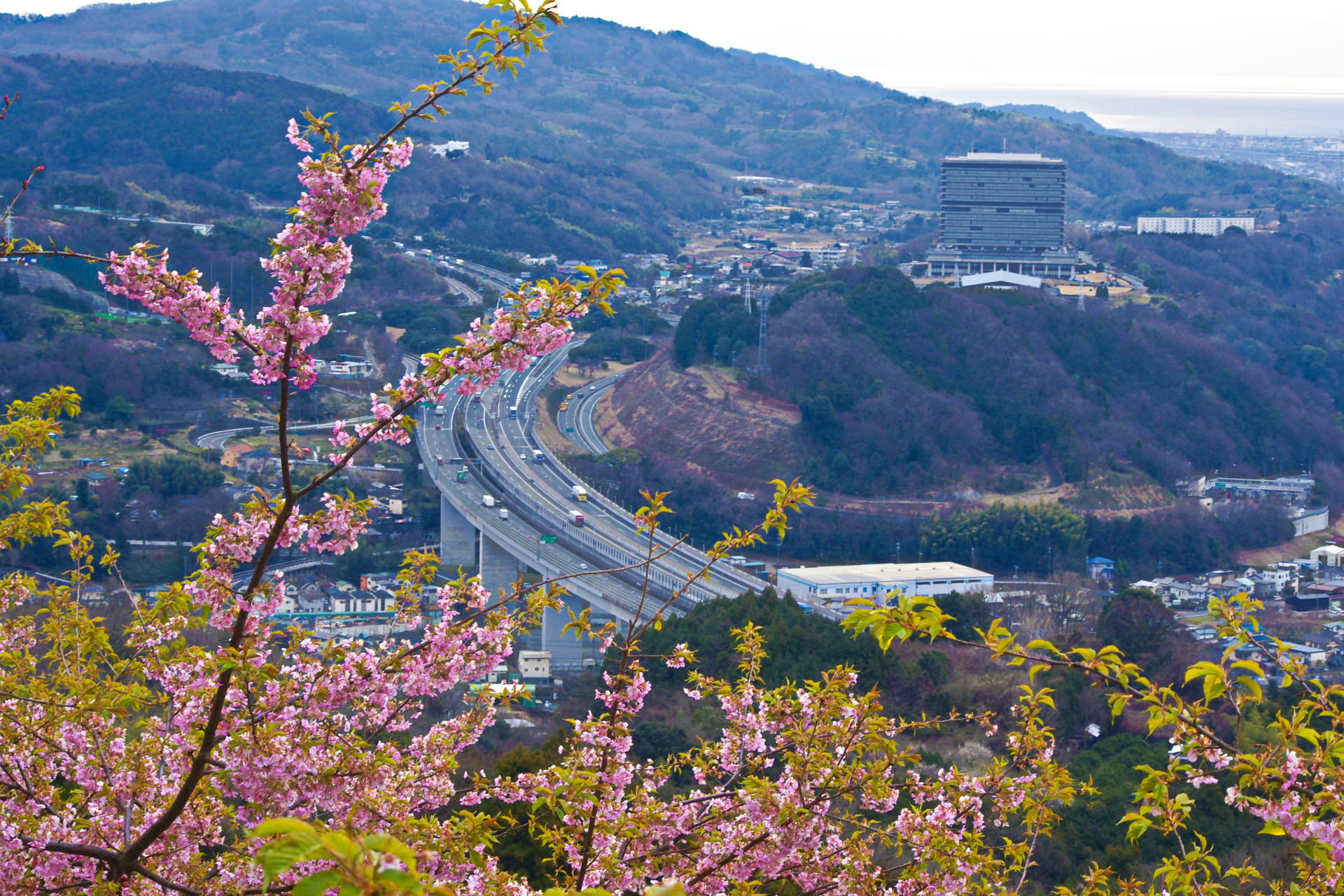 日本の風景 松田山から河津桜と東名高速 壁紙19x1280 壁紙館