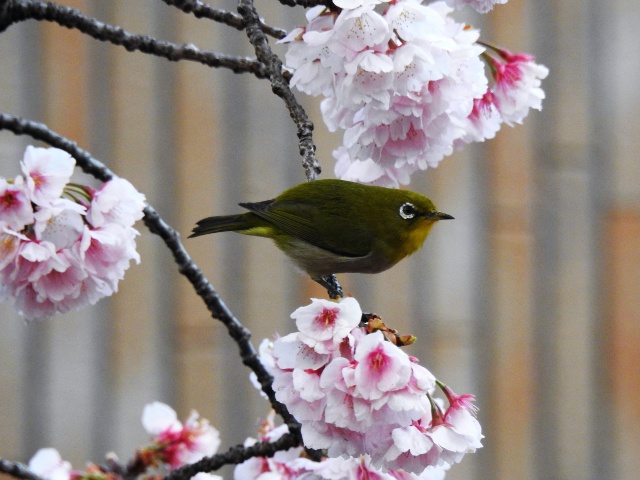 大寒桜とメジロ