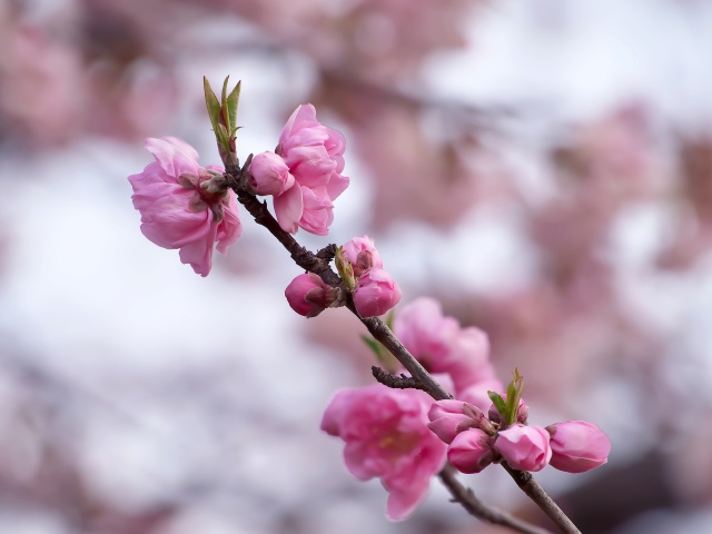 桃の花