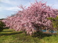 満開、河津桜