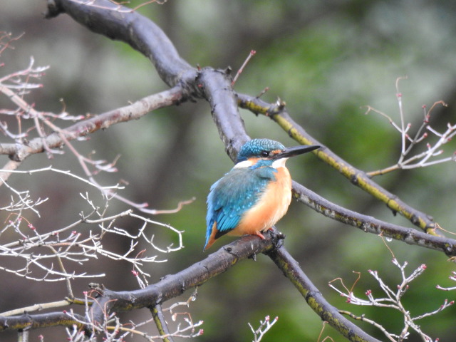 日比谷公園のカワセミ