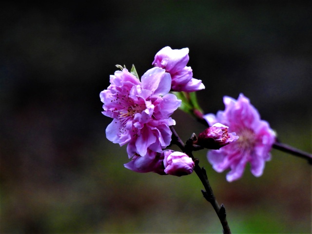 咲き始めの花桃