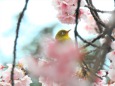 大寒桜に包まれて