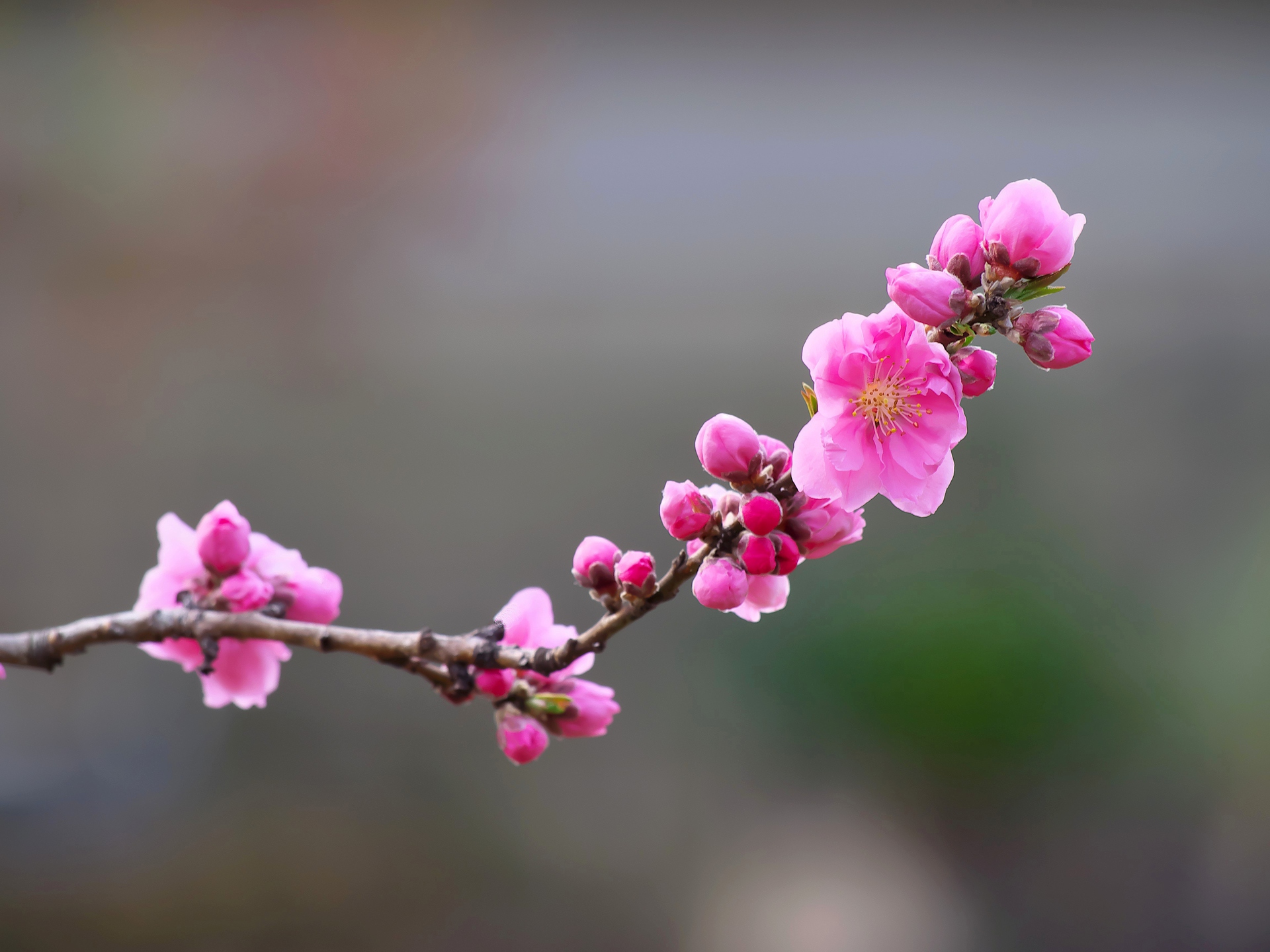 花 植物 桃の花 壁紙19x1440 壁紙館