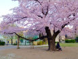 公園の桜