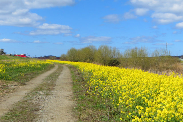 菜の花の咲く路