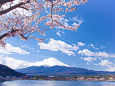 富士山と桜