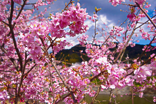 河津桜