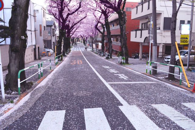 桜の路・2