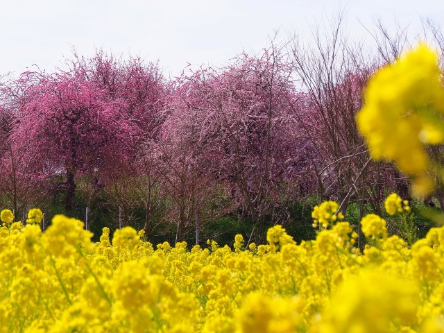 満開の菜の花としだれ梅