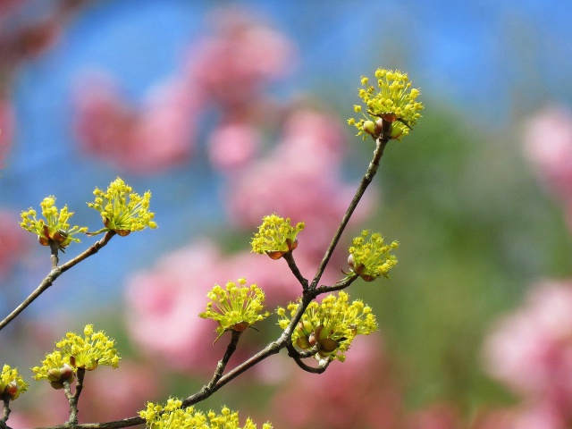 咲き出したサンシュユの花