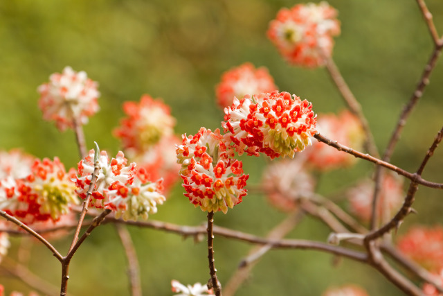 ミツマタの花