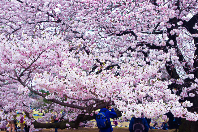 桜の樹の下で