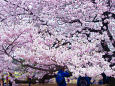 桜の樹の下で