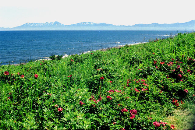 ハマナスの花と知床半島