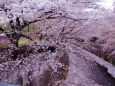 石神井川の桜・2