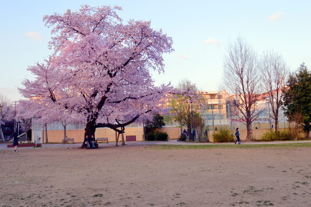 公園の桜・2