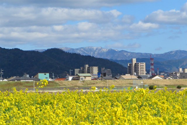 菜の花と残雪の山