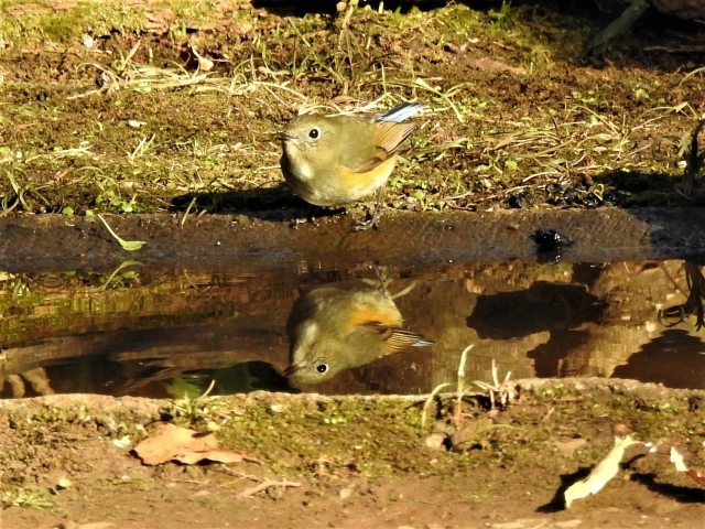 ルリビタキ♀