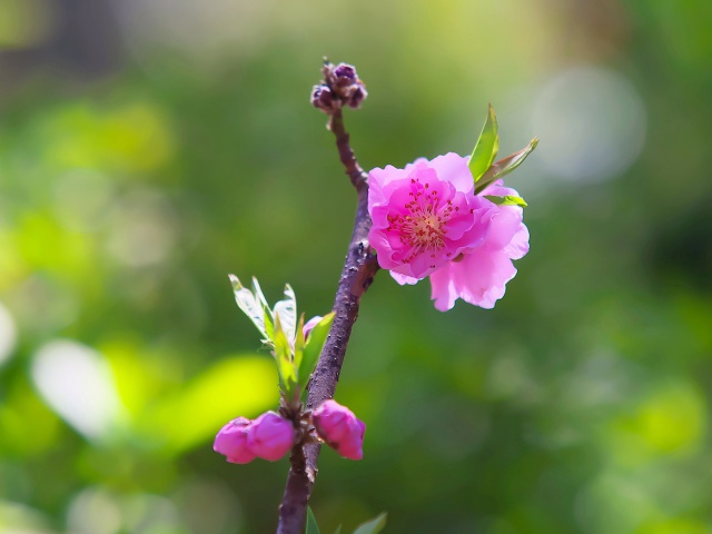 桃の花