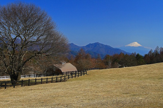 牧場より富士山遠望