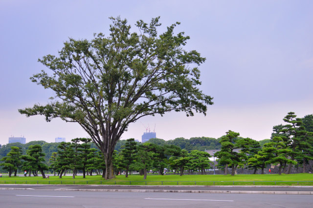 皇居前広場の欅の樹