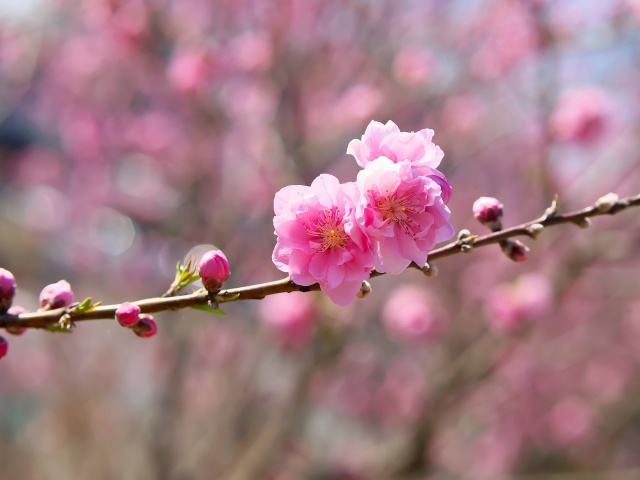 桃の花