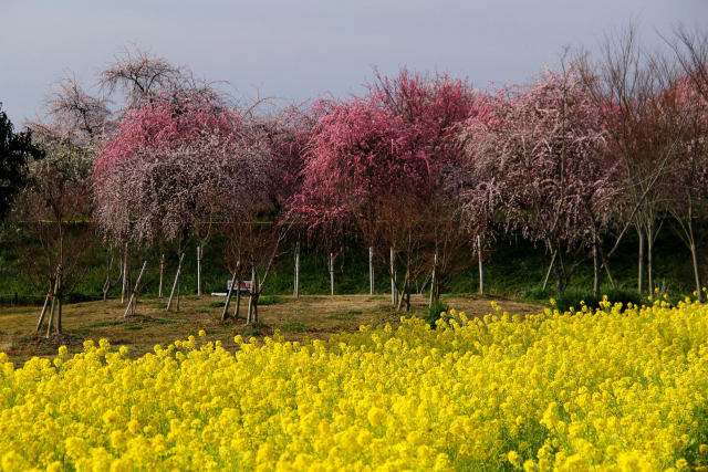 菜の花畑と梅林