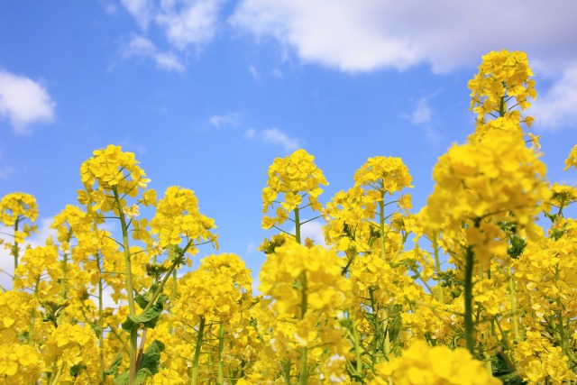 菜の花